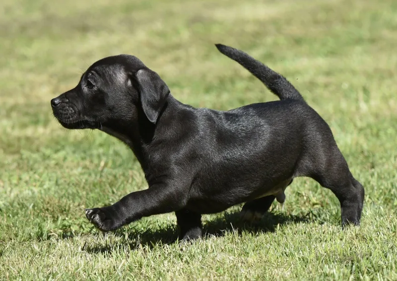 A baby small-sized male Dachshund dog named Java for adoption in Mechanicsburg, PA