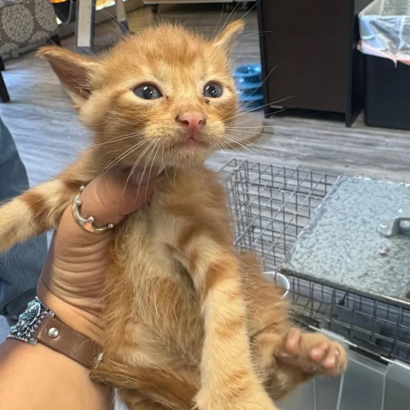 A baby small-sized male Orange / Red Domestic Short Hair cat named Pumpkin for adoption in Lake Jackson, TX