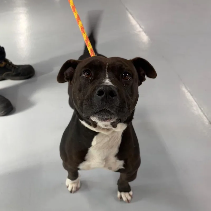 An adult medium-sized male Black Mixed Breed dog named Kekoa for adoption in Spokane, WA