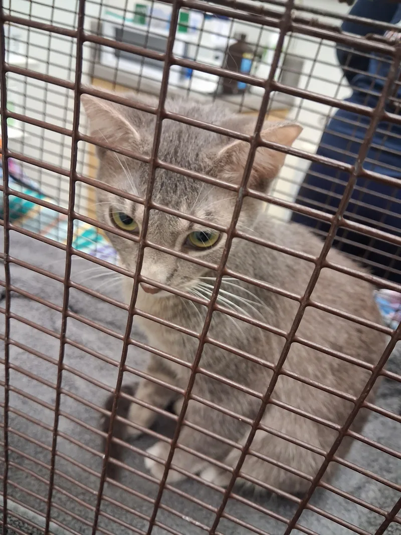 A young medium-sized female Domestic Short Hair cat named Geegee for adoption in Los Angeles, CA