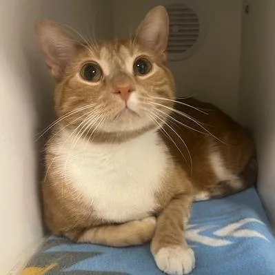 An adult large-sized male Orange / Red Domestic Short Hair cat named Goose for adoption in Chaska, MN