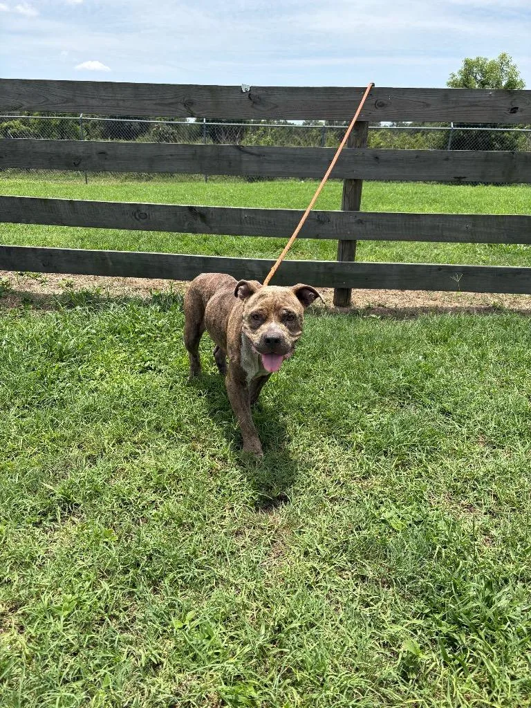 An adult medium-sized male Terrier dog named Gary for adoption in Wauchula, FL