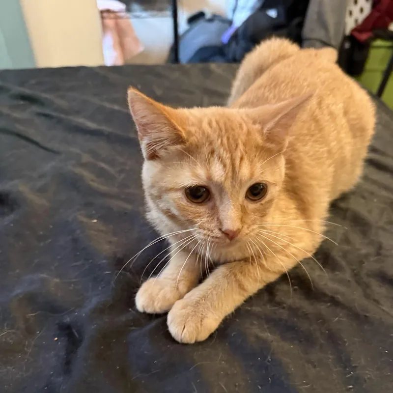 A baby small-sized female American Shorthair cat named DocRapenzel for adoption in Pittsburgh, PA