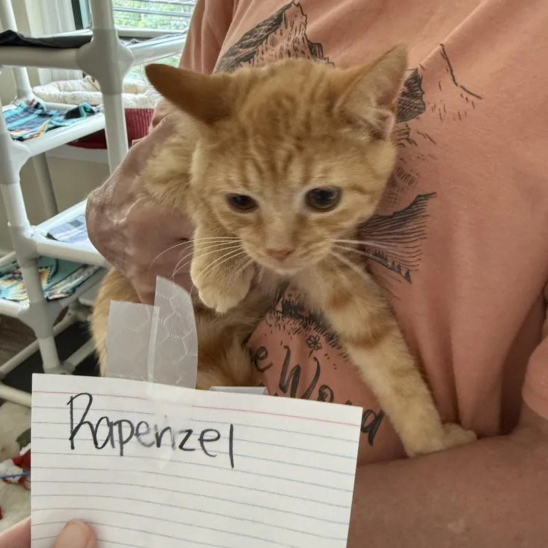 DocRapenzel thumbnail 2