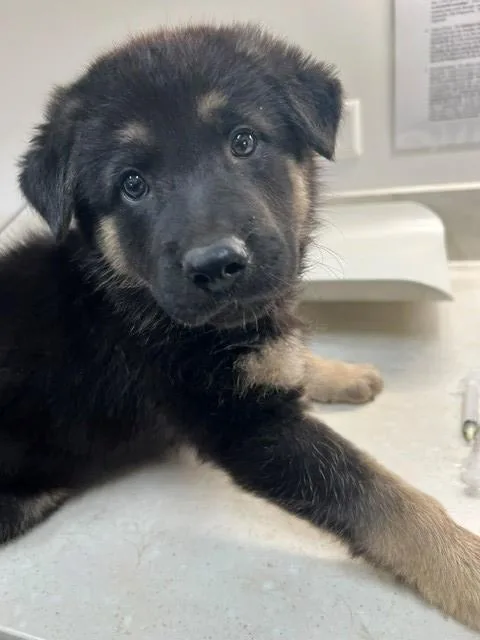 A baby small-sized male German Shepherd Dog dog named Emmett for adoption in Baytown, TX