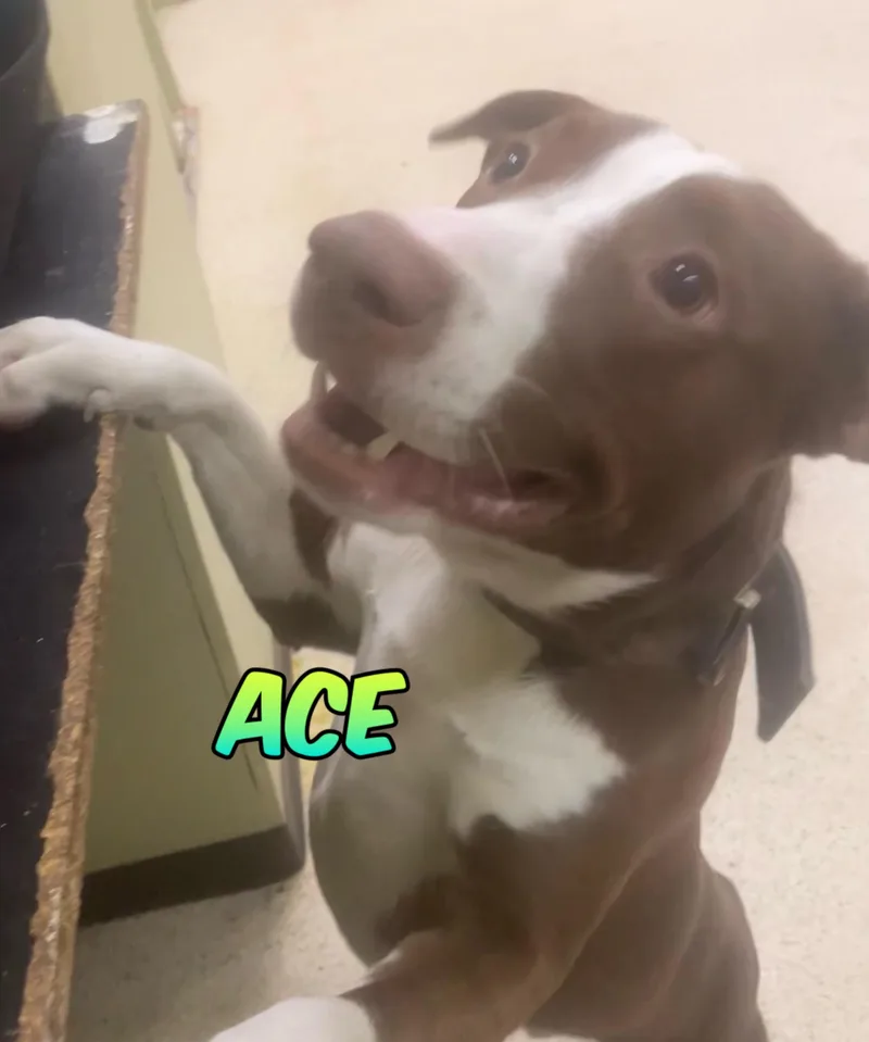 A young medium-sized male Australian Shepherd dog named Ace for adoption in Muncie, IN