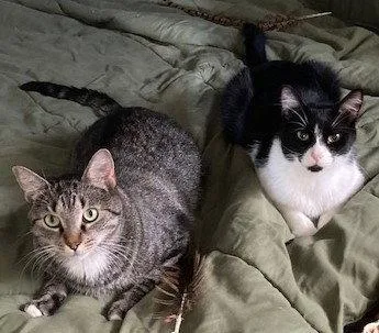 An adult medium-sized male Gray / Blue / Silver Domestic Short Hair cat named Ezekieland Tigger for adoption in Naples, FL