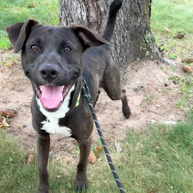 An adult medium-sized male Brown / Chocolate Mixed Breed dog named Baldor for adoption in Syracuse, NY