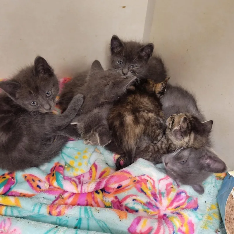 A baby small-sized male Gray / Blue / Silver Domestic Short Hair cat named Matrix for adoption in Westminster, CA