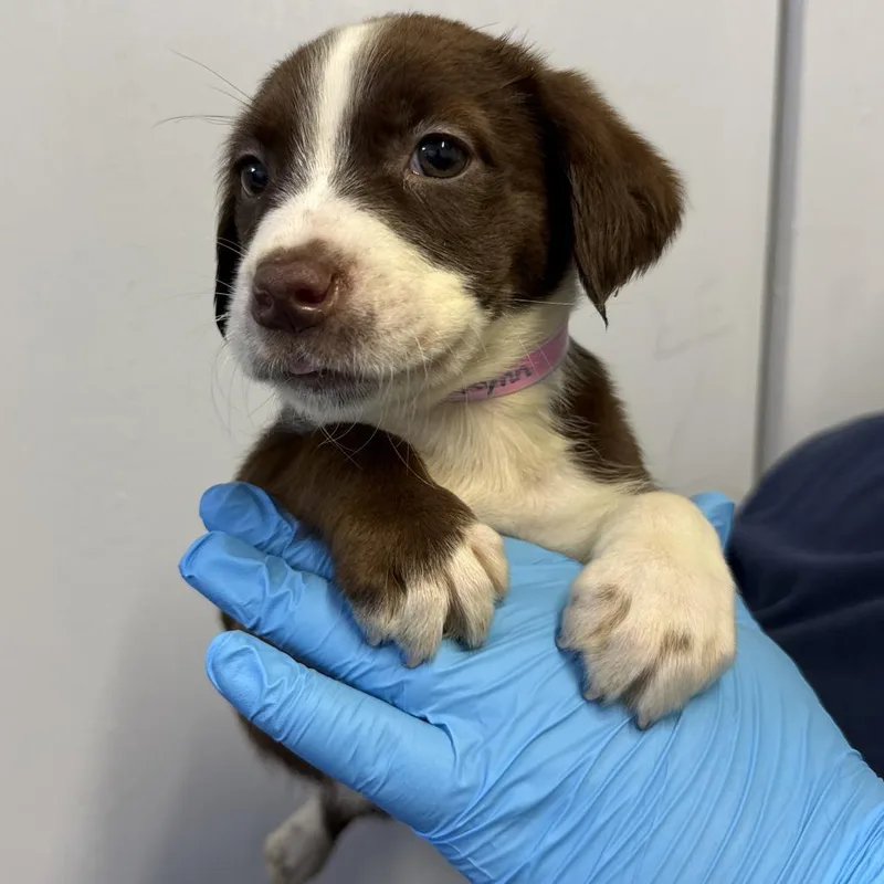 A baby small-sized female Brown / Chocolate Pointer dog named Rynn for adoption in Hattiesburg, MS
