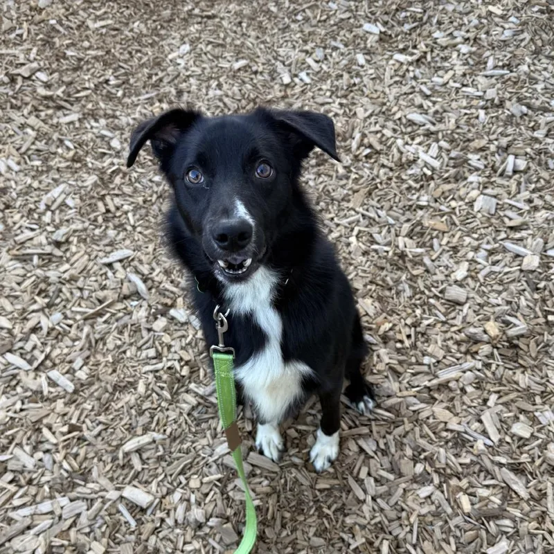 An adult medium-sized male Border Collie dog named Peter for adoption in Tacoma, WA