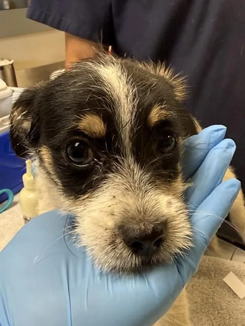 A baby small-sized male Terrier dog named Yippy for adoption in Riverside, CA