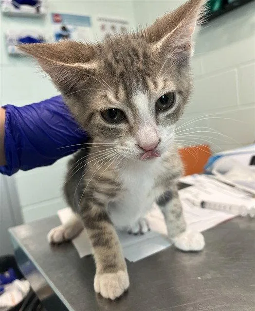 A baby small-sized male Gray / Blue / Silver Domestic Short Hair cat named Lincoln for adoption in Tavares, FL