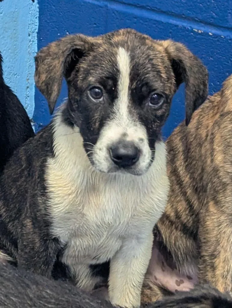A baby medium-sized male Labrador Retriever dog named Flip for adoption in Hartsville, SC
