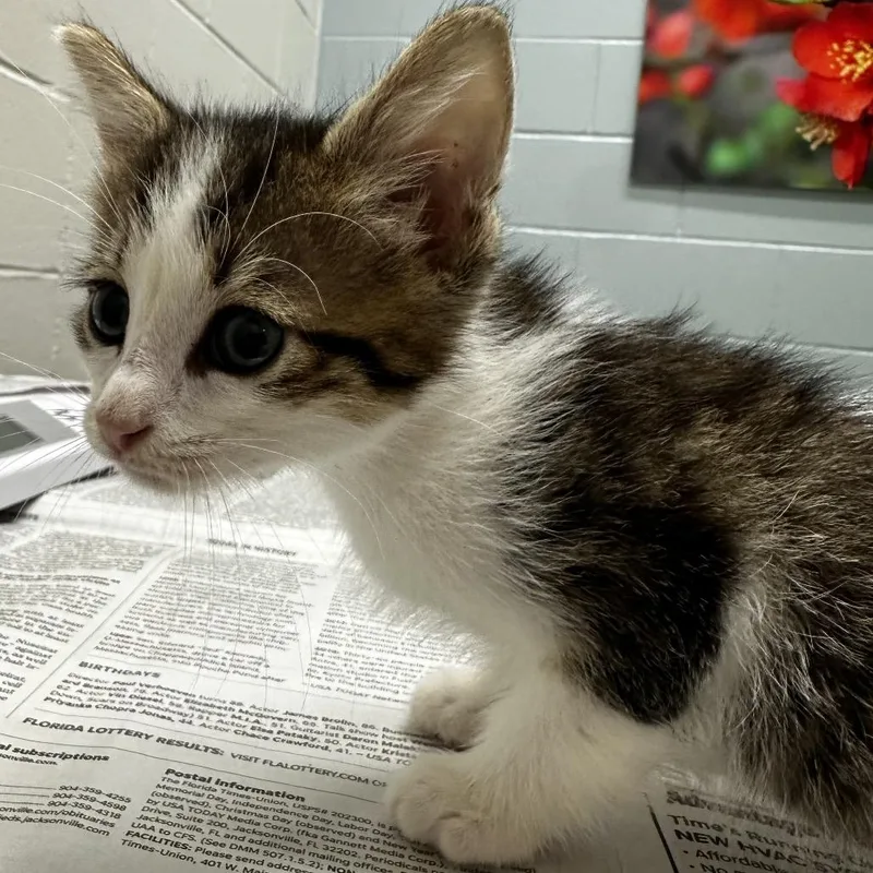 A baby small-sized male Brown / Chocolate Domestic Short Hair cat named Coquite for adoption in Jacksonville, FL