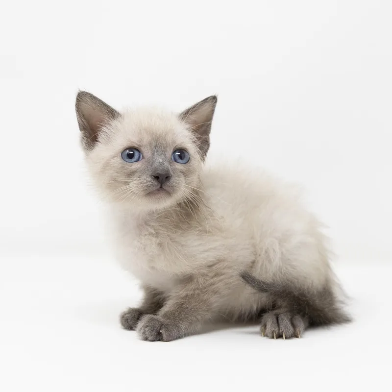 A baby medium-sized male Lilac Point Siamese cat named Sully for adoption in Trophy Club, TX