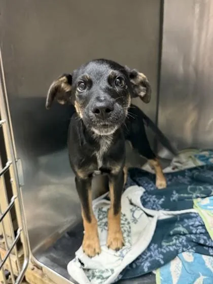 A young small-sized male German Shepherd Dog dog named Bear for adoption in North Miami Beach, FL