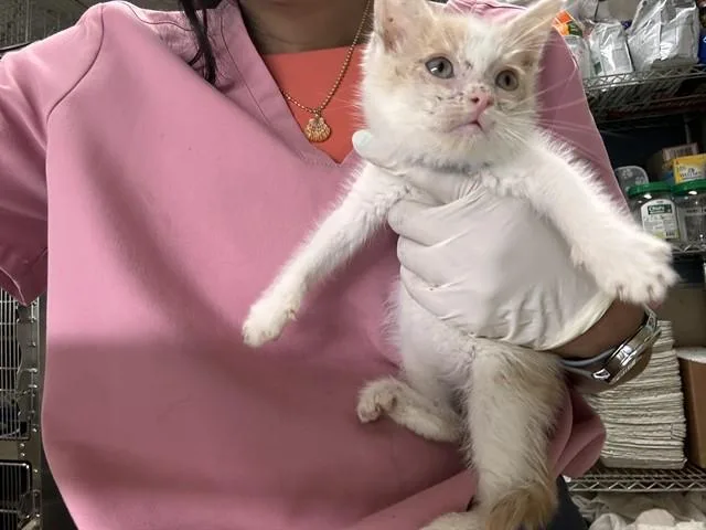 A baby small-sized male Domestic Short Hair cat named Mr. Fantastic for adoption in Riverside, CA