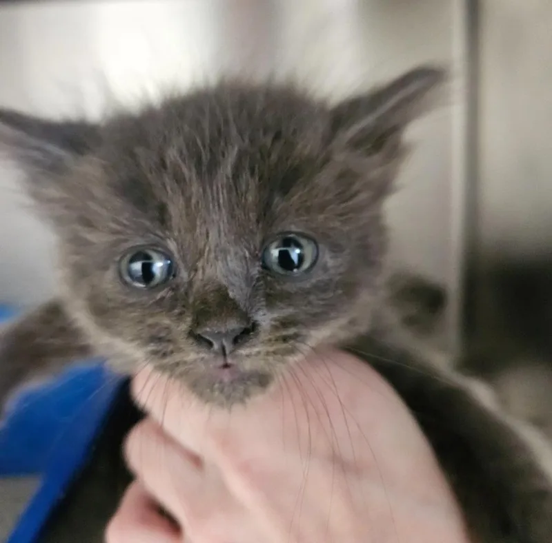 A baby small-sized female Domestic Long Hair cat named Teriyaki for adoption in Los Angeles, CA