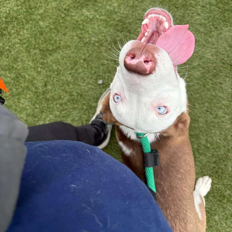 A young medium-sized female White / Cream Mixed Breed dog named Gingersnap for adoption in Philadelphia, PA