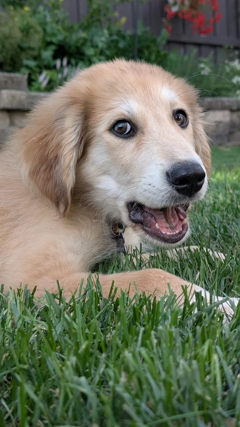 A baby medium-sized male Australian Shepherd dog named Journee for adoption in Hillside, IL