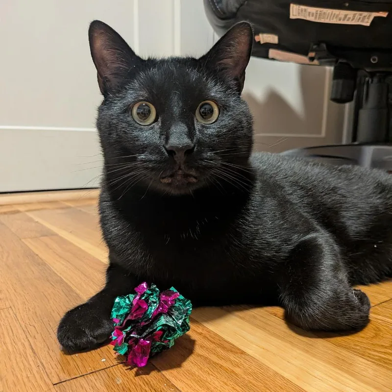 An adult large-sized male Black Domestic Short Hair cat named Espresso for adoption in Ashland, MA
