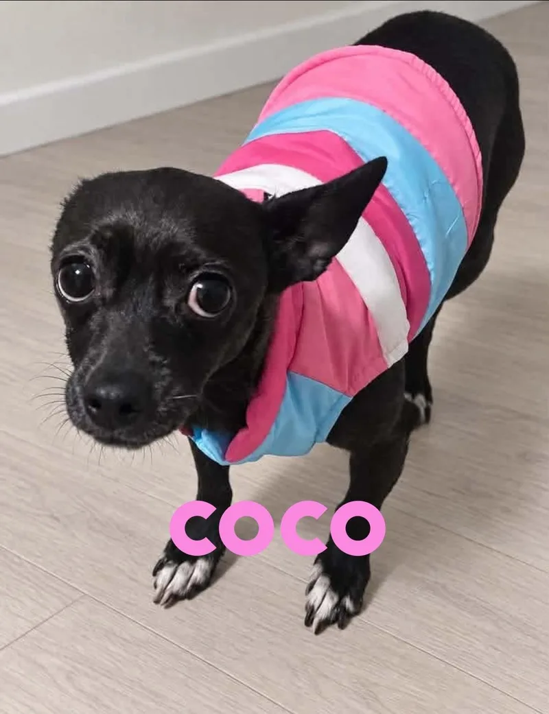 An adult small-sized female Chihuahua dog named Coco for adoption in Toms River, NJ