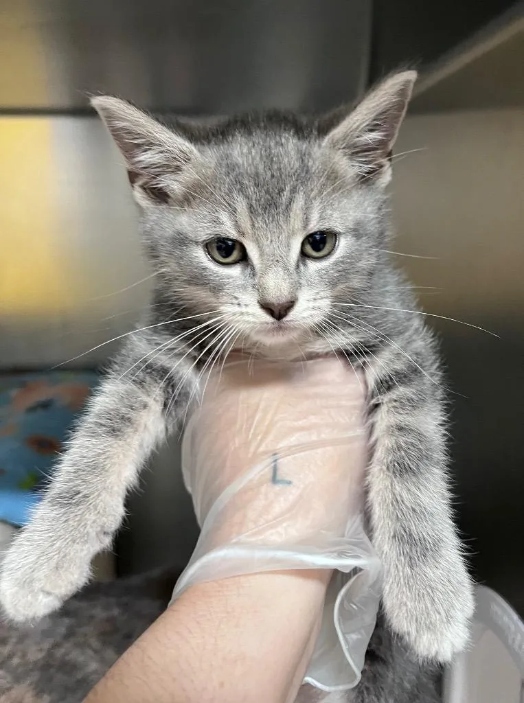 A baby medium-sized male Domestic Short Hair cat named Hoodie for adoption in Cincinnati, OH