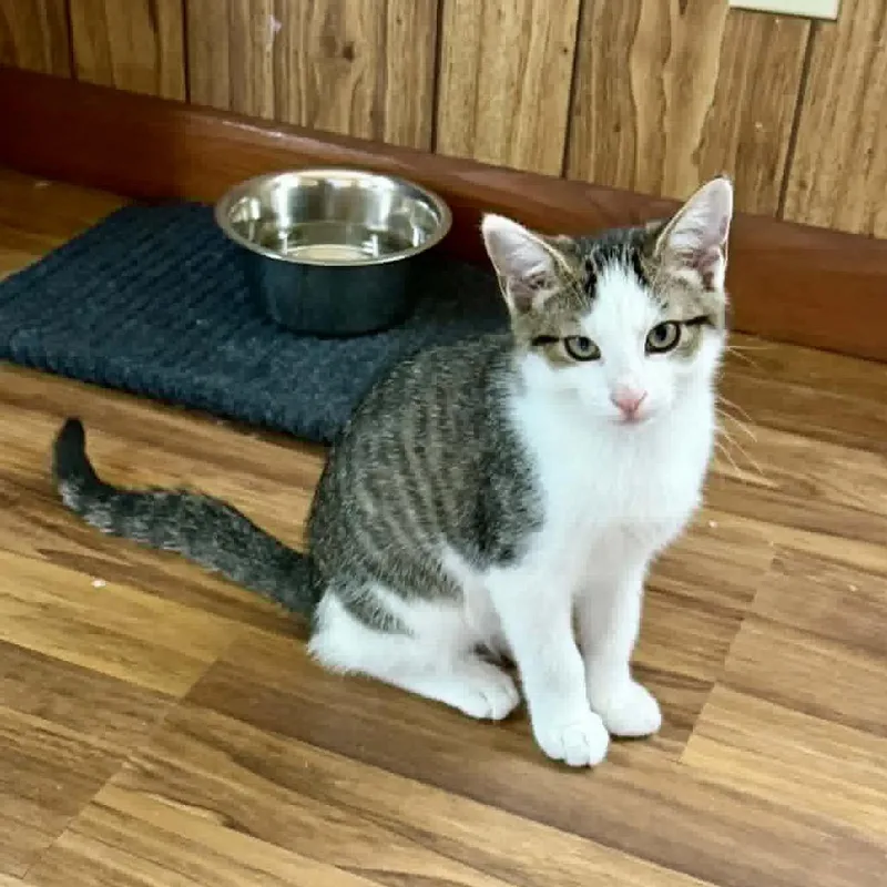 A baby small-sized male Gray / Blue / Silver Domestic Short Hair cat named Super Trouper for adoption in Aldie, VA