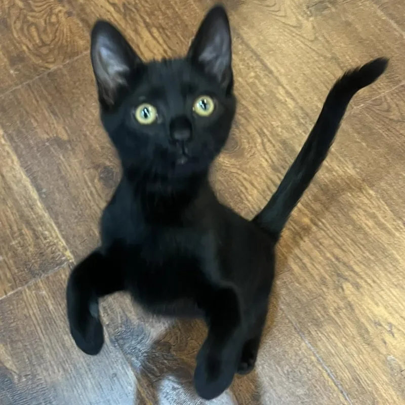 A baby small-sized female Black Domestic Short Hair cat named Naomi Ehlers for adoption in Morrison, CO
