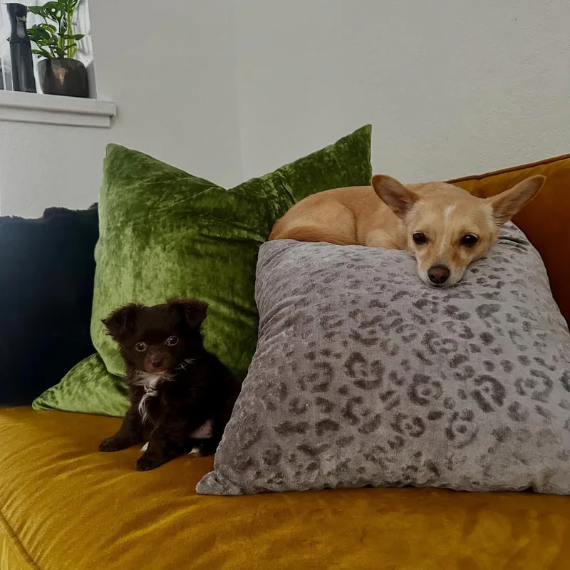 A young small-sized female Apricot / Beige Chiweenie dog named Cinderella for adoption in Lafayette, CA
