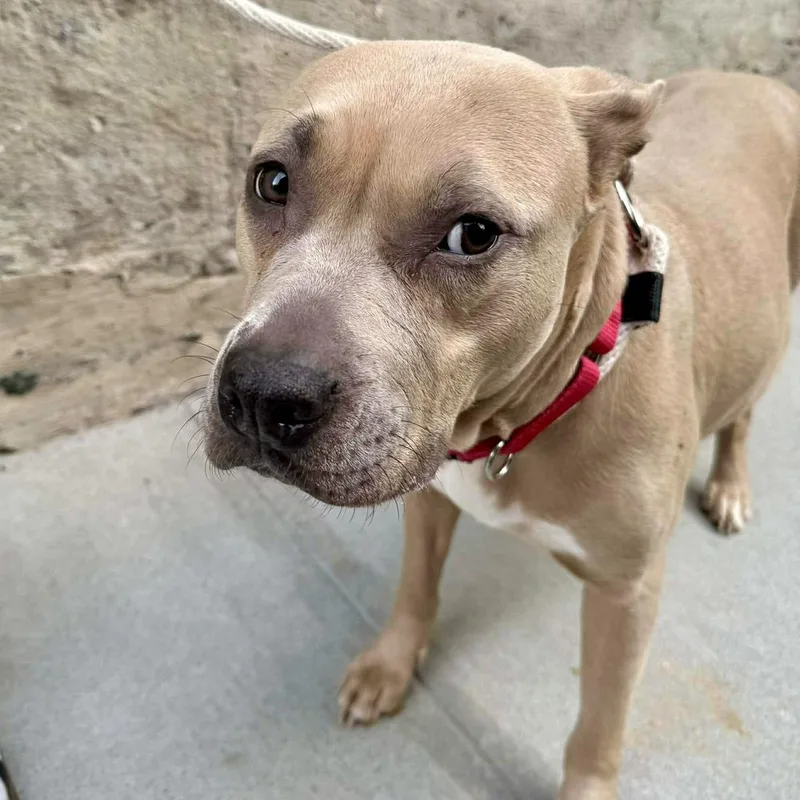 Maude Pie thumbnail 3