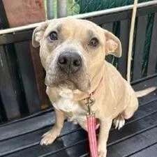 Maude Pie thumbnail 6