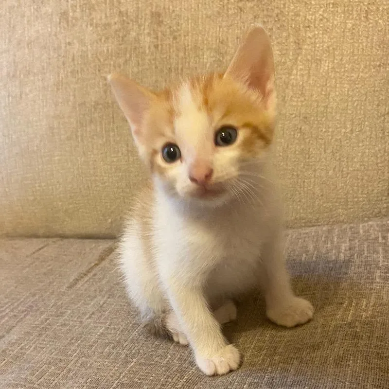 A baby small-sized male Orange / Red Domestic Short Hair cat named Hercules for adoption in Flower Mound, TX