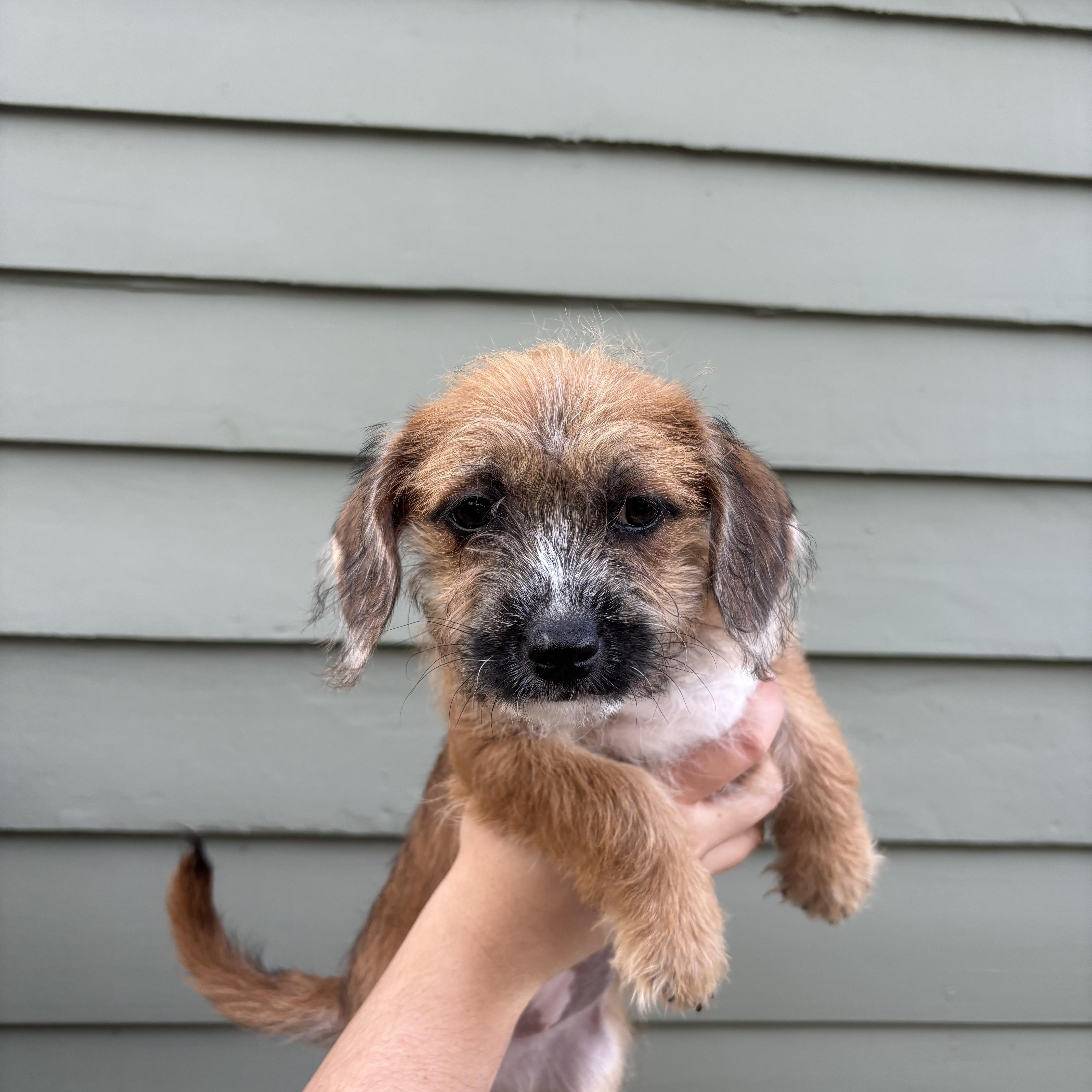 A baby small-sized female Terrier dog named Laguna for adoption in Pasadena, CA