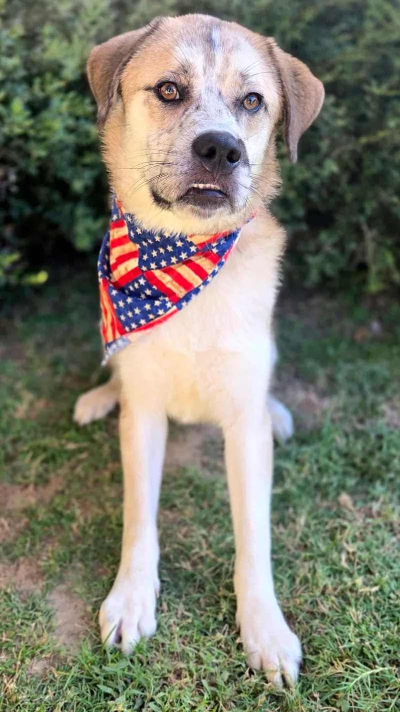 A young medium-sized male Retriever dog named Justice for adoption in University Place, WA
