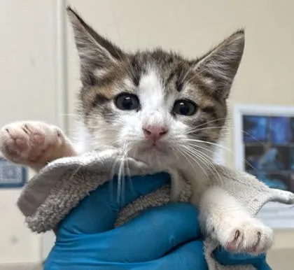 A baby small-sized male Domestic Short Hair cat named Clarence for adoption in Honolulu, HI