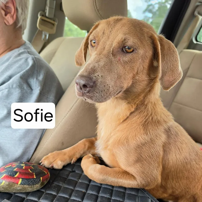 Sofie