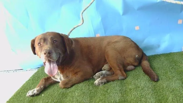 A senior large-sized male Labrador Retriever dog named Hershey for adoption in Gardena, CA