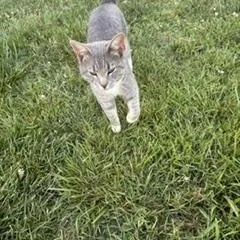 An adult medium-sized male Gray / Blue / Silver Domestic Short Hair cat named Ariel for adoption in Greensboro, NC