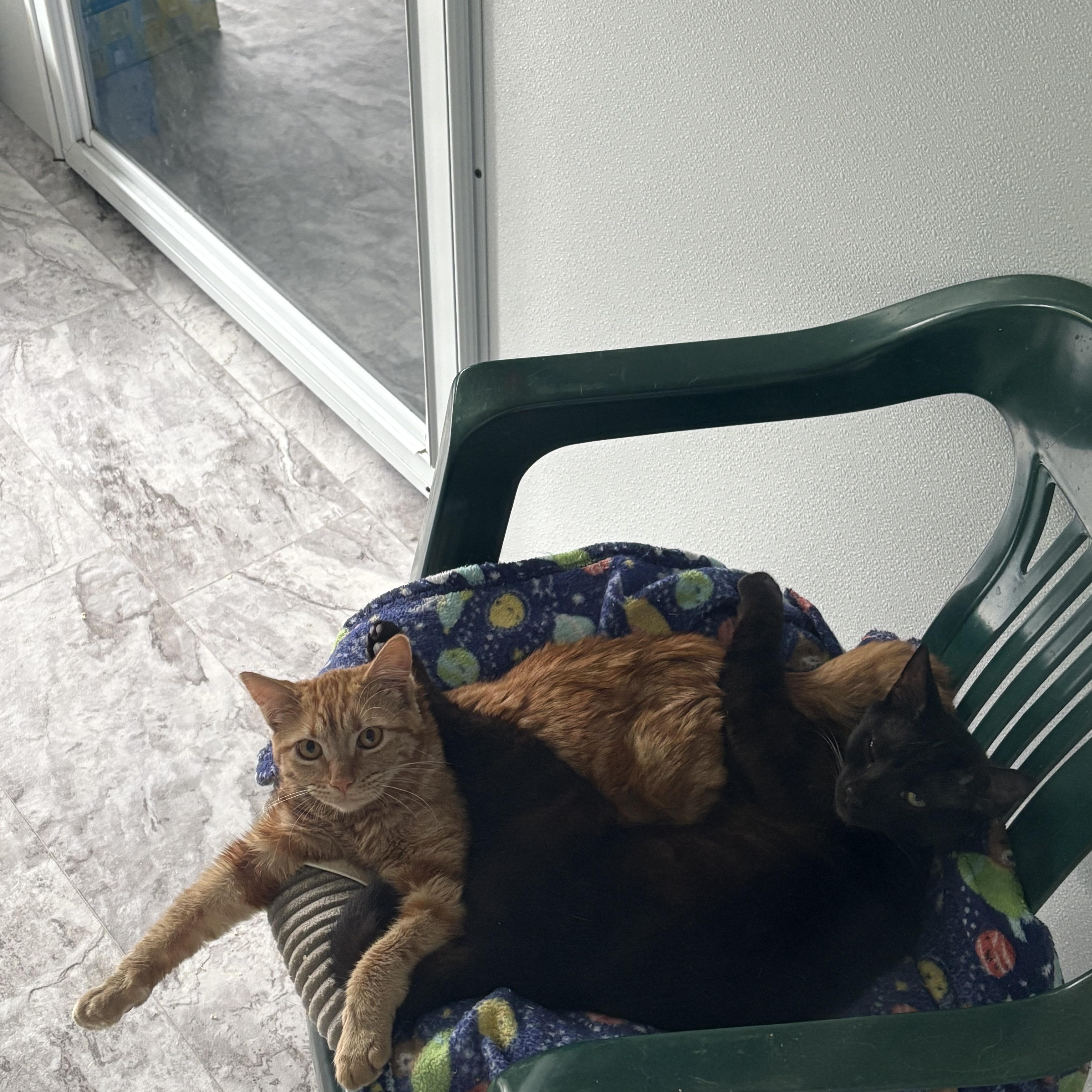 Mrs. Peacock thumbnail 2