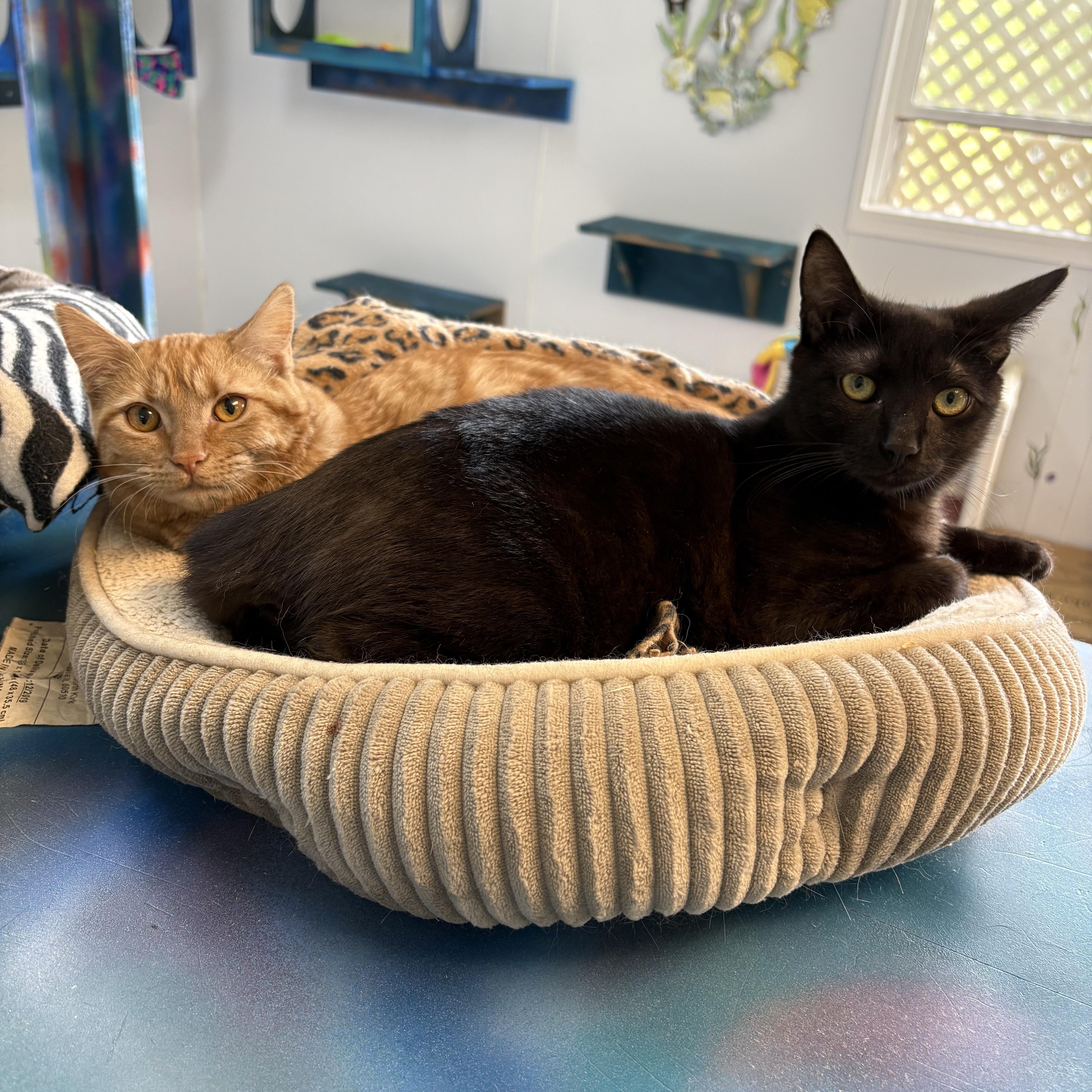 Mrs. Peacock thumbnail 4