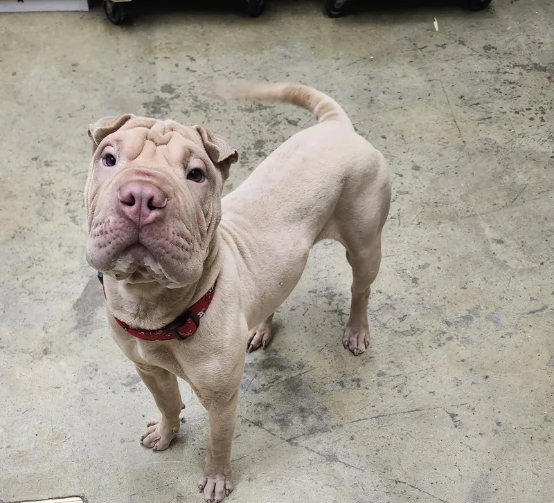 A baby medium-sized male Yellow / Tan / Blond / Fawn Shar-Pei dog named Musashi for adoption in Mansfield, OH