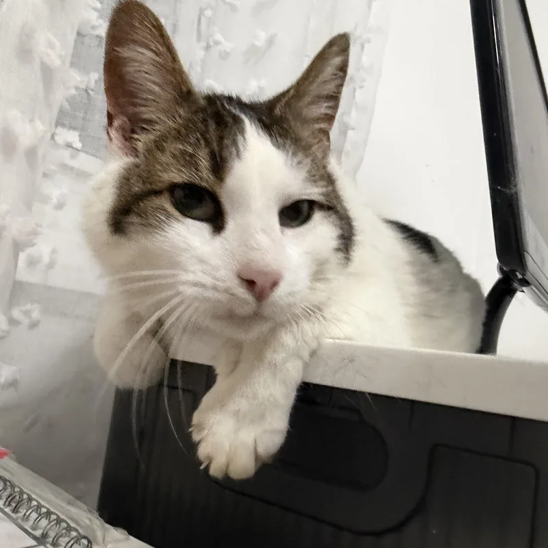 A young medium-sized male White American Shorthair cat named Seeley for adoption in Staten Island, NY