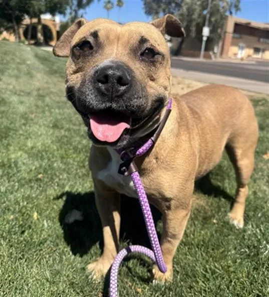 An adult large-sized female Pit Bull Terrier dog named Sweet Potato for adoption in Mesa, AZ