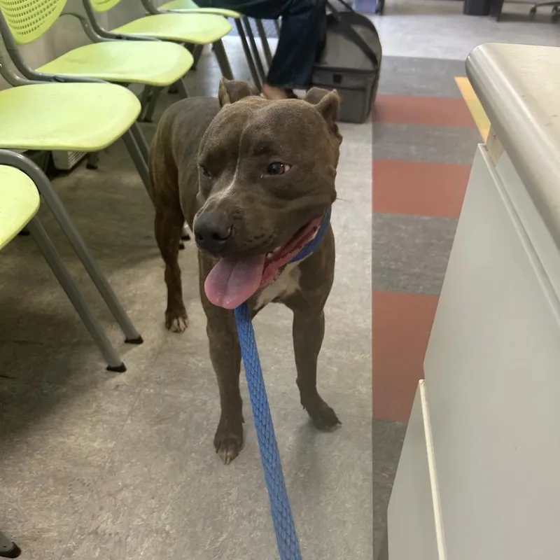 An adult medium-sized female Brown / Chocolate Mixed Breed dog named Lady Bug for adoption in Philadelphia, PA