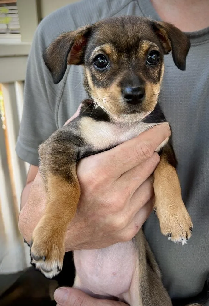 A baby small-sized female Brown / Chocolate Dachshund dog named Zenith for adoption in Littleton, CO