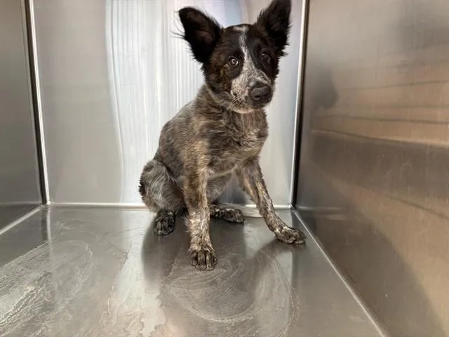 A baby small-sized female Australian Cattle Dog / Blue Heeler dog named Coco for adoption in Lancaster, CA