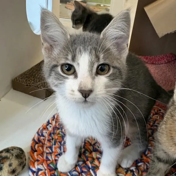 A baby small-sized female Domestic Short Hair cat named Daphne for adoption in Des Moines, IA