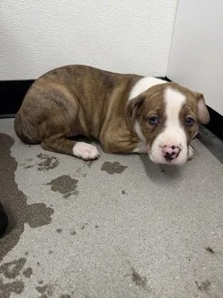 A baby small-sized female Mixed Breed dog named Cadbury for adoption in West Chester, PA